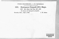 Hyalopsora polypodii image